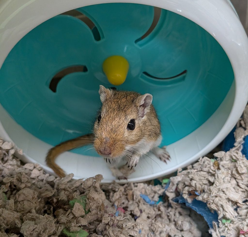 Emilio